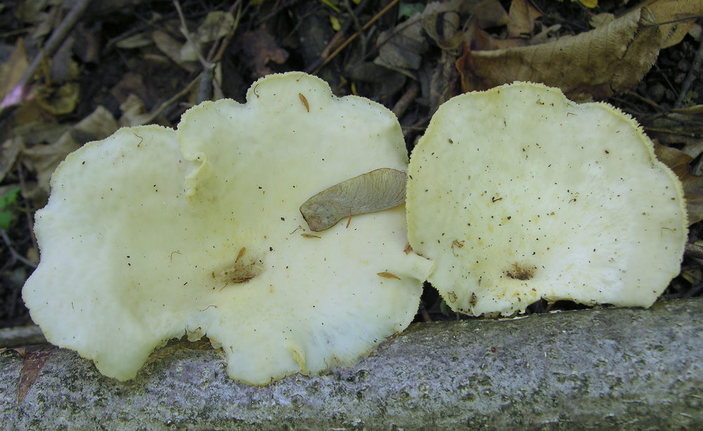 Polyporus sp. (Polyporus alveolaris)